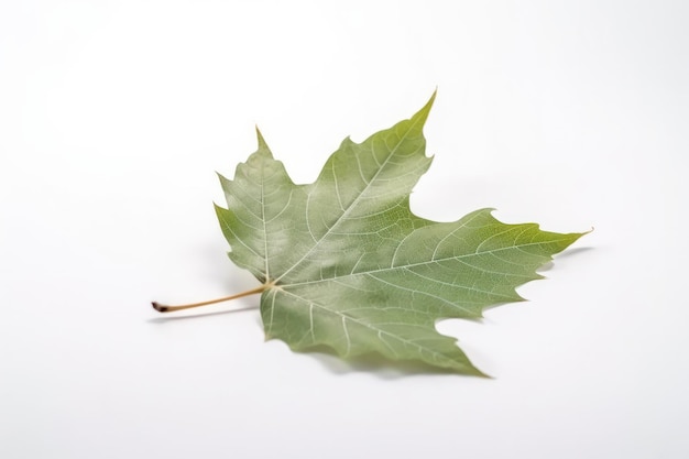 De eenvoud van de natuur gevangen in een enkel groen blad geïsoleerd