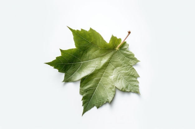 De eenvoud van de natuur gevangen in een enkel groen geïsoleerd blad