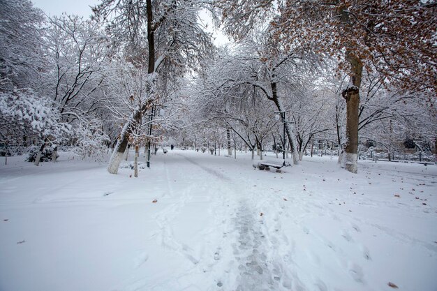 De eenzame bank in de sneeuw