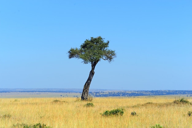 De eenzame boom. Nationaal park van Kenia, Oost-Afrika