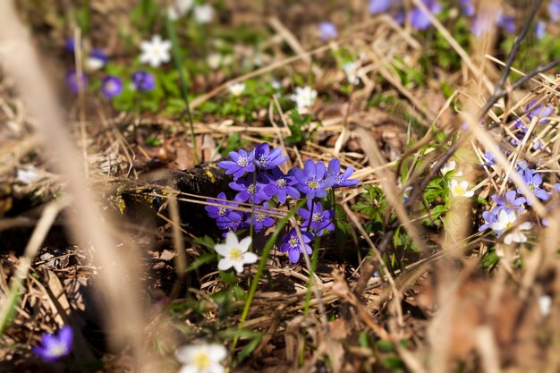 De eerste bloei in het bos, prachtige wilde bloemen in het bos