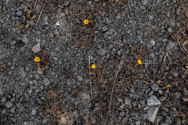 de eerste bloem op een achtergrond van stenen