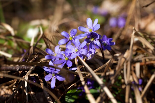 De eerste bloemen die in de lente en zomer in bossen en parken groeien