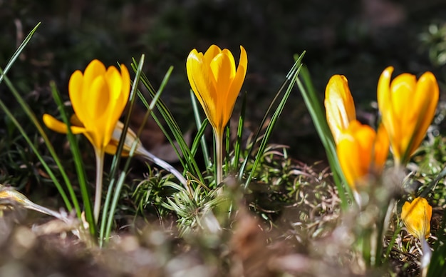 De eerste gele krokussen in de lentetuin