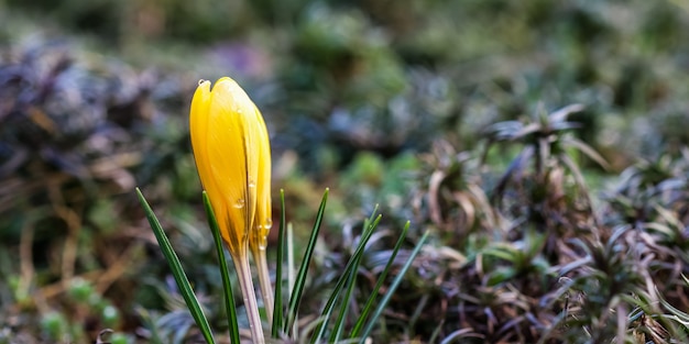 De eerste gele krokussen met regendruppels in de lentetuin