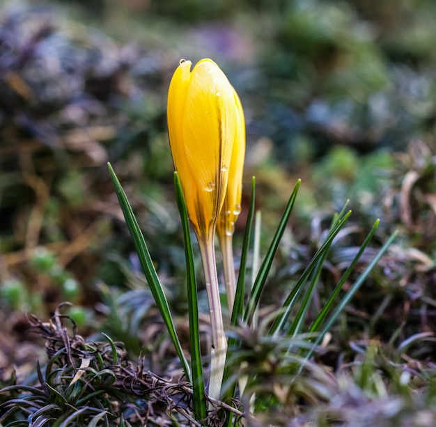 De eerste gele krokussen met regendruppels in de lentetuin