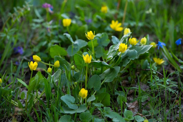 De eerste gele lentebloemen op het gazon