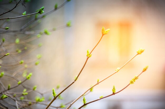 De eerste groene gebladerte bomen zijn in de lente gekomen tegen een onduidelijke achtergrond