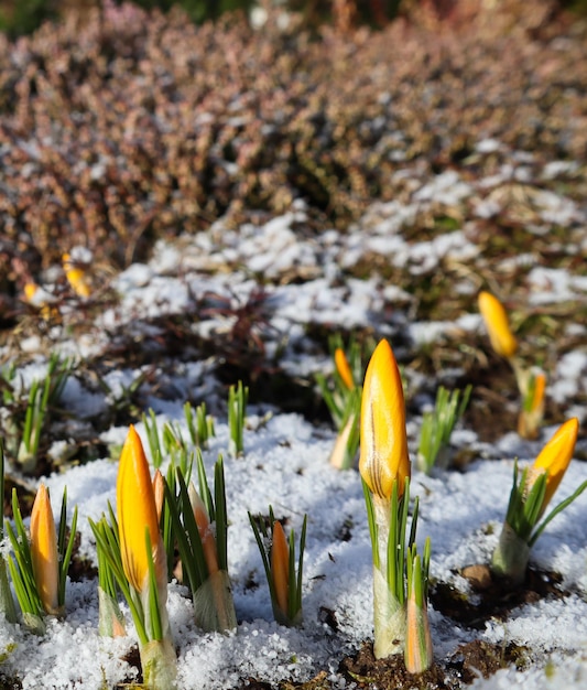 De eerste krokussen van onder de sneeuw in de lentetuin