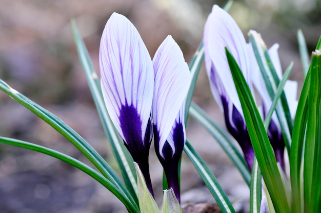 De eerste lente bloeit sneeuwklokjes