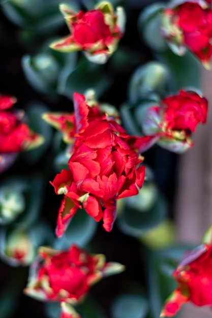 Foto de eerste lente bloemen mooie rode terry tulpen top view bloemachtige achtergrond verticaal beeld selectieve focus