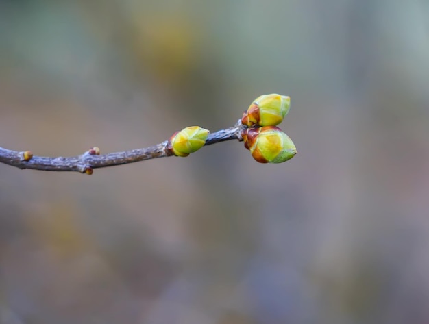 De eerste lente groene knoppen en bladeren op boomtakken.