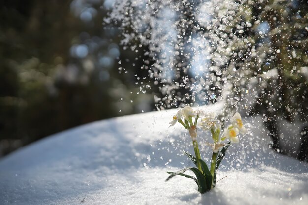 De eerste lentebloem. Sneeuwklokje in het bos. Zonnige lentedag in het bos.