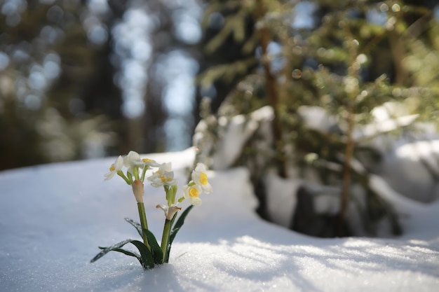 De eerste lentebloem. Sneeuwklokje in het bos. Zonnige lentedag in het bos.