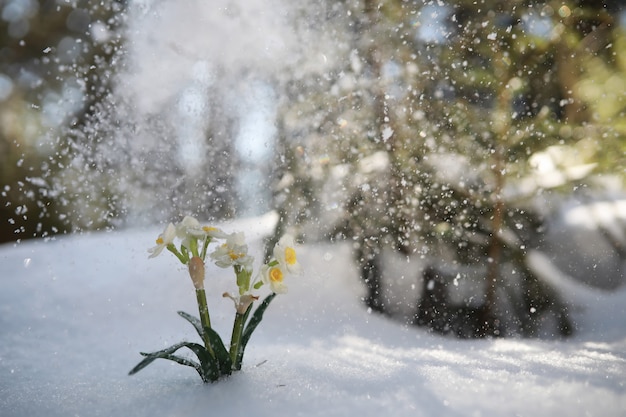 De eerste lentebloem. Sneeuwklokje in het bos. Zonnige lentedag in het bos.