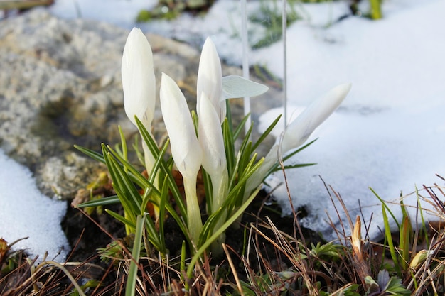 De eerste lentebloemen bloeien, de sneeuw ligt nog. Krokussen. De natuur ontwaakt