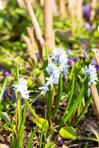 De eerste lentebloemen in de tuin Selectieve focus