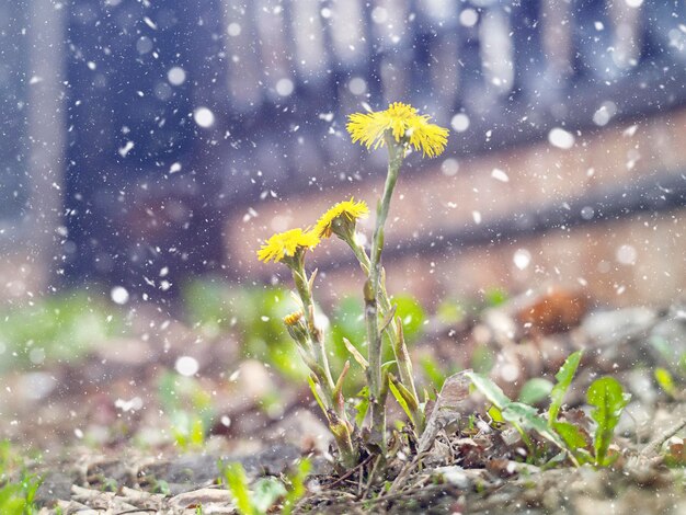 Foto de eerste lentebloemen moeder en stiefmoeder het begin van de lente