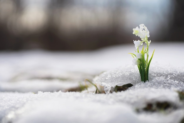 De eerste lentebloemen. Sneeuwklokjes in het bos groeien uit de sneeuw. Witte lelietje-van-dalenbloem onder de eerste stralen van de lentezon.