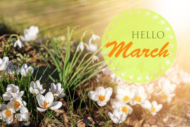 De eerste lentebloemen zijn witte krokussen en sneeuwklokjes op een zonnige dag. hallo maart behang, lentetuin achtergrond, wenskaart