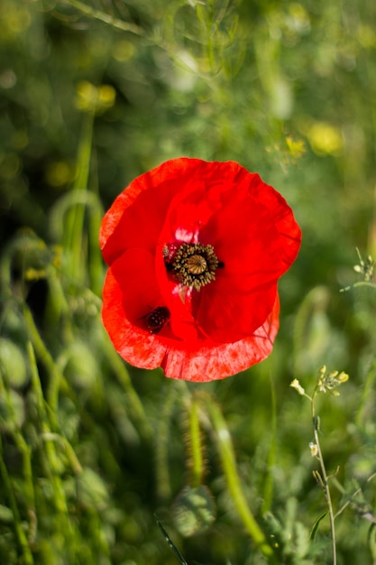 De eerste lentebloemen.