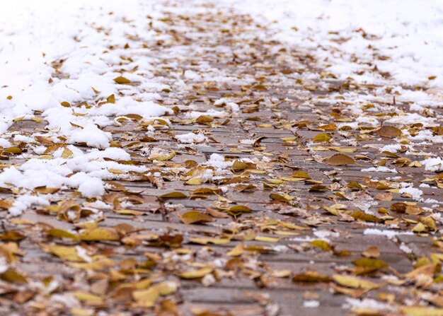 De eerste sneeuw en gele bladeren liggen in de herfst op het trottoir Bewolkt weer na sneeuw