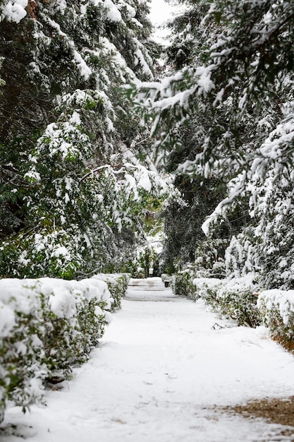 De eerste sneeuw in het park Besneeuwde bomen een bankje en een pad