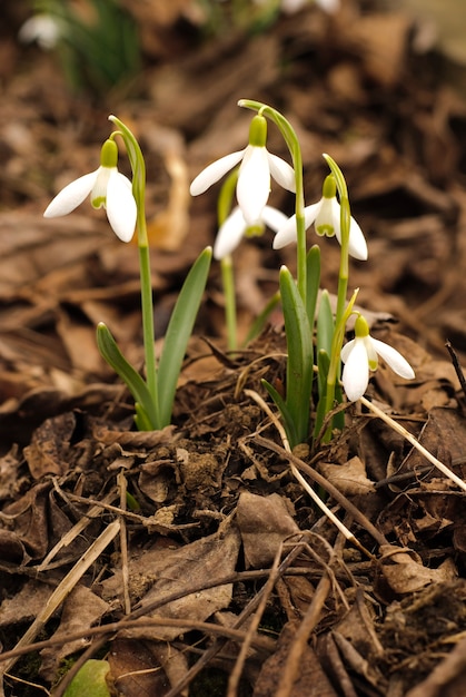 De eerste sneeuwklokjes groeien door de doodsbladeren. Ondiep diep van veld.