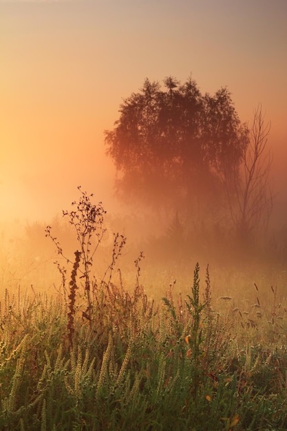 De eerste stralen van de rijzende zon bij mistige rivier