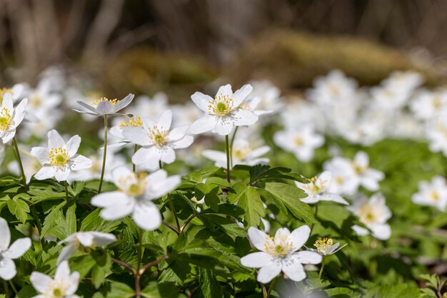 De eerste voorjaarsbloemen groeien in het bos.