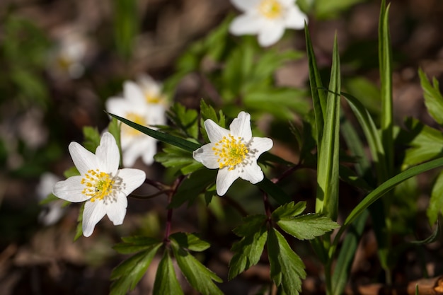 De eerste witte bosbloemen in het voorjaar Bosbloeiende planten in het voorjaar