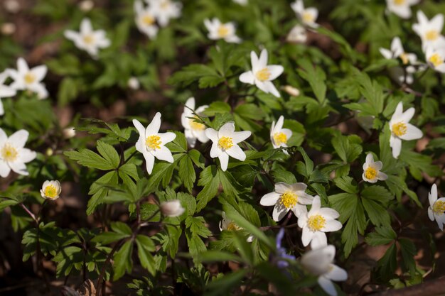 De eerste witte bosbloemen in het voorjaar, bosbloeiende planten in het voorjaar