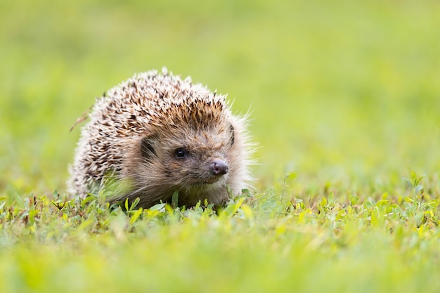 De egel ligt in de zon op het groene gras op het gazon