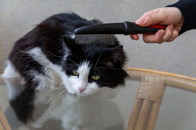De eigenaar kamt de vacht van een pluizige huiskat Dierenverzorging diergeneeskunde Haarverzorging verzorging Hair
