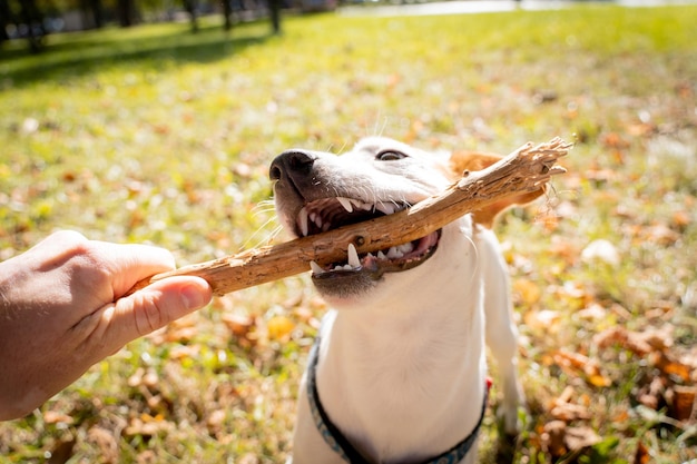 Foto de eigenaar traint de jack russell terrier-hond in het park