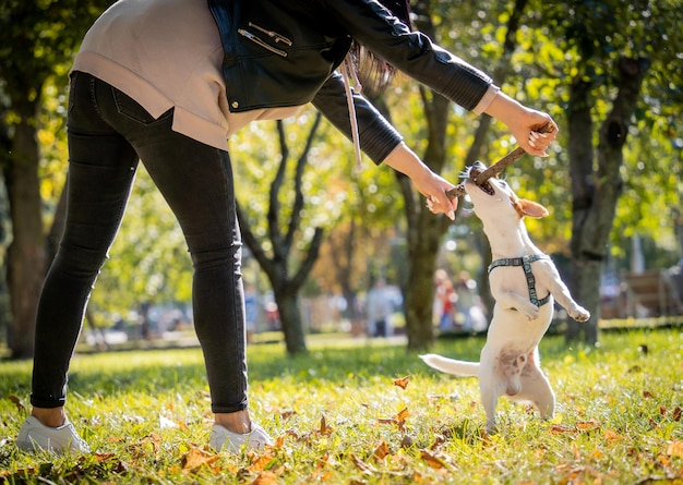 De eigenaar traint de jack russell terrier-hond in het park