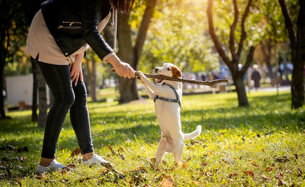 Foto de eigenaar traint de jack russell terrier-hond in het park