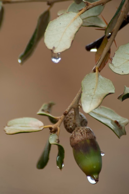 De eikel is een karakteristieke vrucht van de quercus-soort