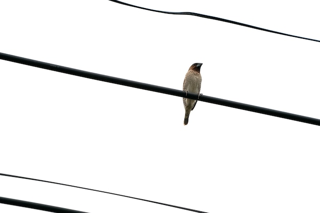 De ene bruine vogel hangt alleen aan de elektriciteitskabel met de open witte lucht.