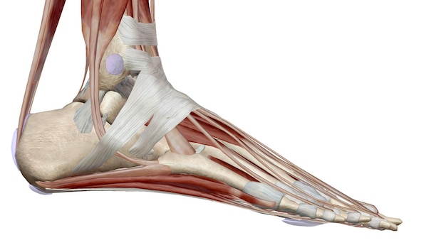 Foto de enkel omvat het enkelgewricht, een gewricht tussen het scheenbeen en de fibula van het been en het talus van de voet