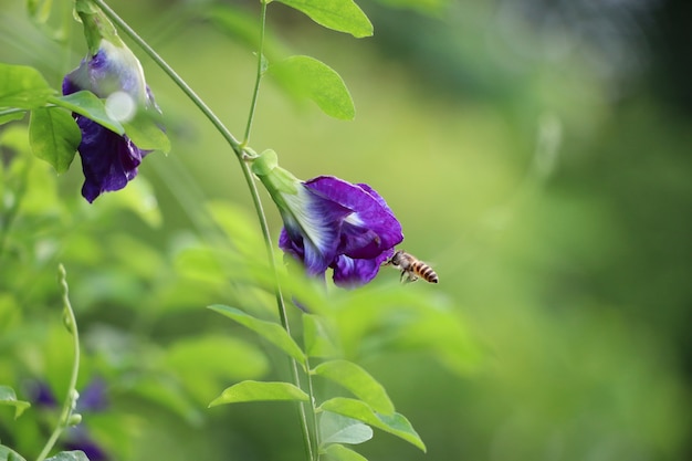 De erwt mooi bloemblaadje van de vlinder met insectversheid in de ochtendtijd