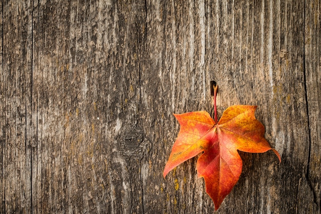 Foto de esdoornblad van de herfst over oud hout