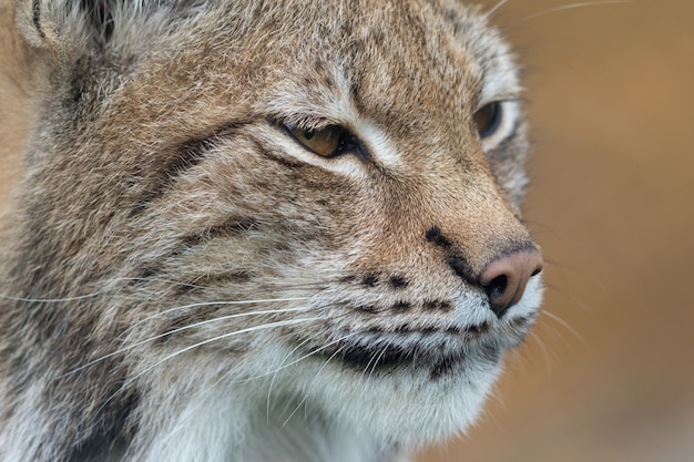 De Euraziatische lynx - Lynx lynx - close-up portret van volwassen dier