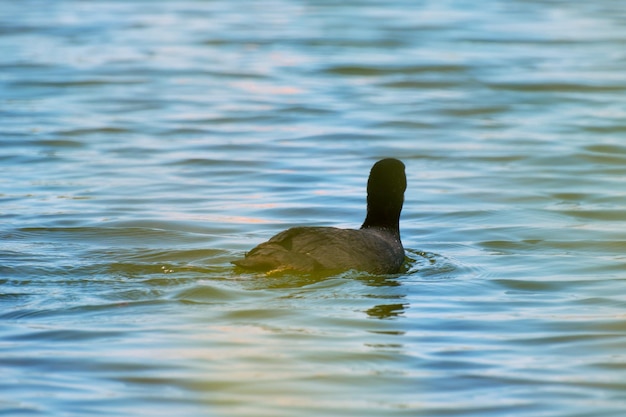 De Euraziatische meerkoet drijft op het water