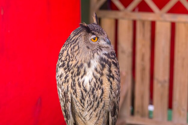 De Euraziatische oehoe Bubo bubo