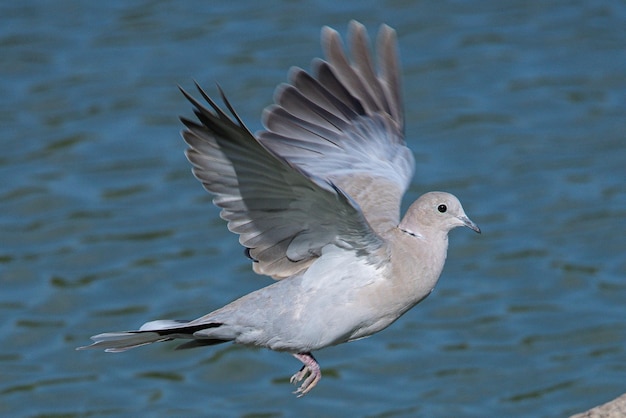 Foto de euraziatische turkse tortel streptopelia decaocto is een duivensoort afkomstig uit europa en azië en werd geïntroduceerd in japan, noord-amerika en eilanden in het caribisch gebied