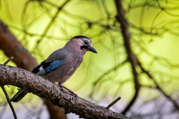 De Euraziatische Vlaamse gaai is een zangvogel uit de familie van de kraaien Corvidae