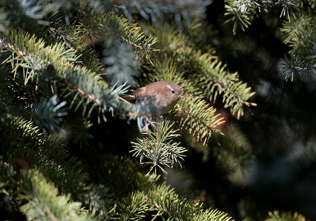 De Euraziatische winterkoninkje (Troglodytes troglodytes) close-up foto in het ochtendlicht. De vogel werd neergeschoten in een vlierbessenstruik en op een kale sparrentak