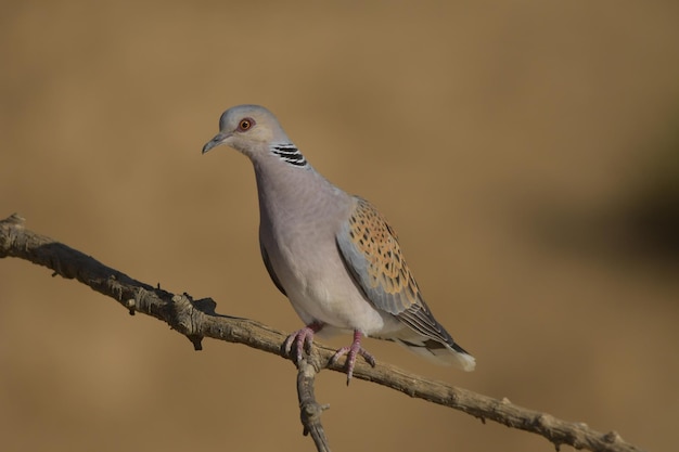 De Europese tortelduif is een soort van columbiform vogel in de familie columbidae