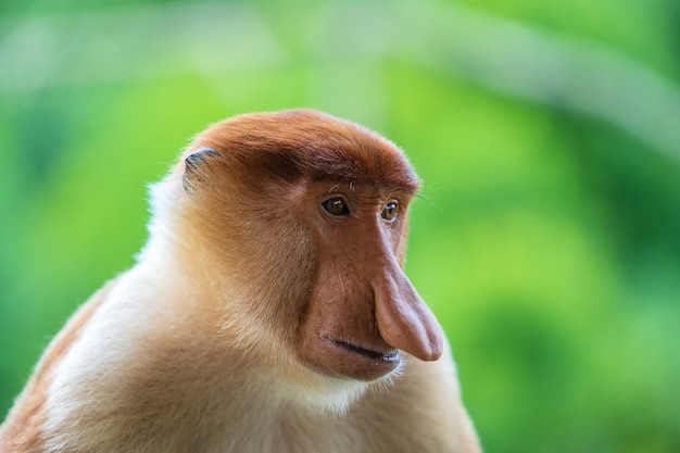 De familie van de wilde Neusaap of Nasalis larvatus, in het regenwoud van het eiland Borneo, Maleisië, sluit omhoog. Geweldige aap met een grote neus.